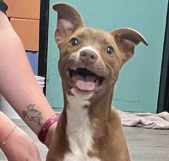 Photo of HAVARTI/URGENT