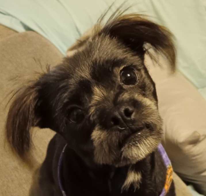 Photo of Piana (Bonded Pair)
