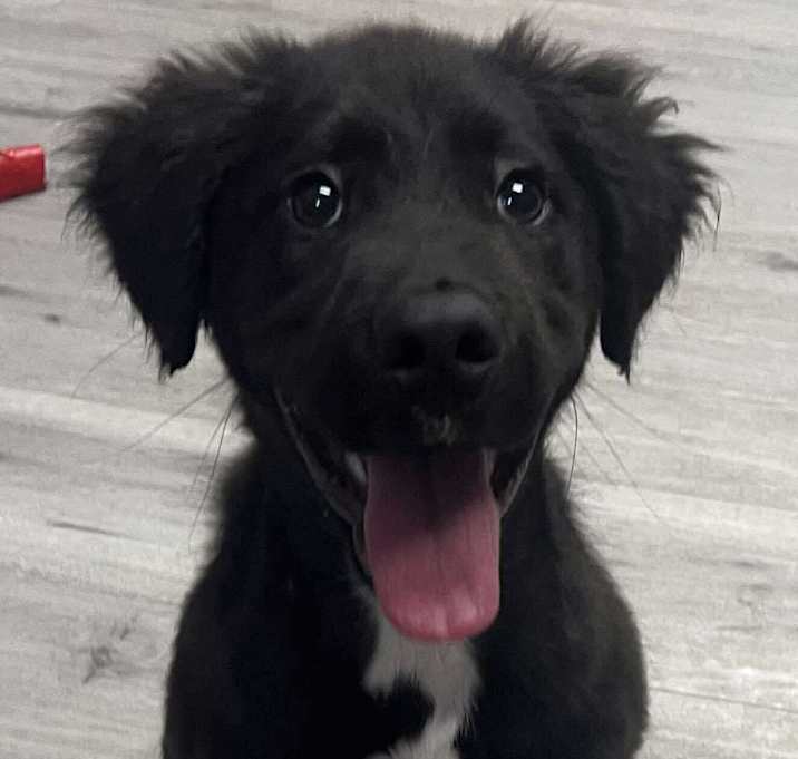 Photo of QUESO/URGENT