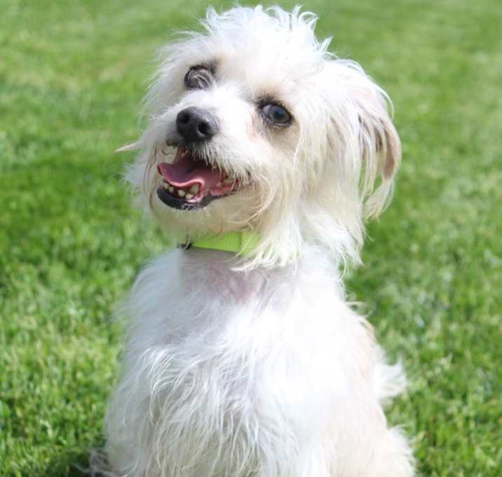 Photo of Apollo