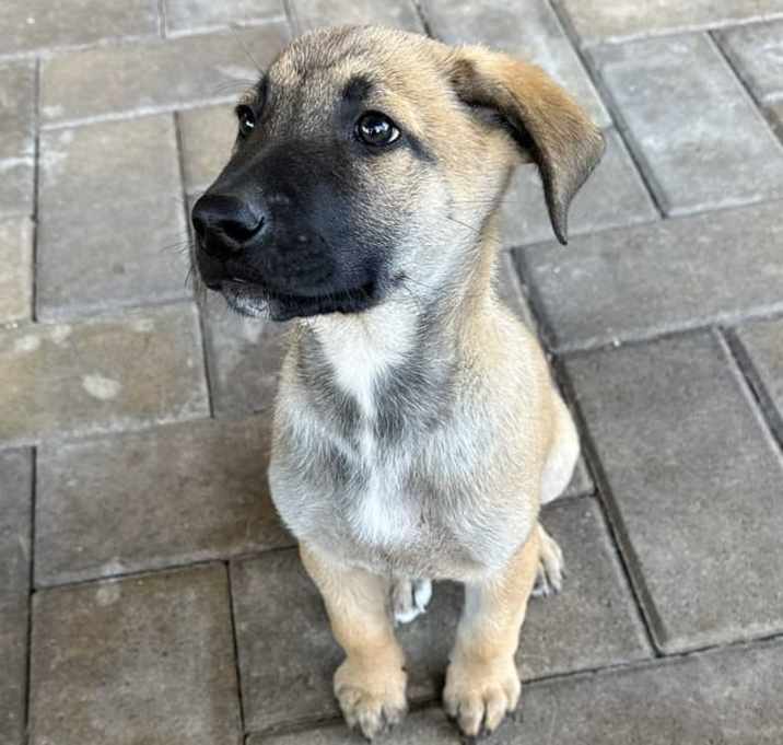 Photo of Scrappy