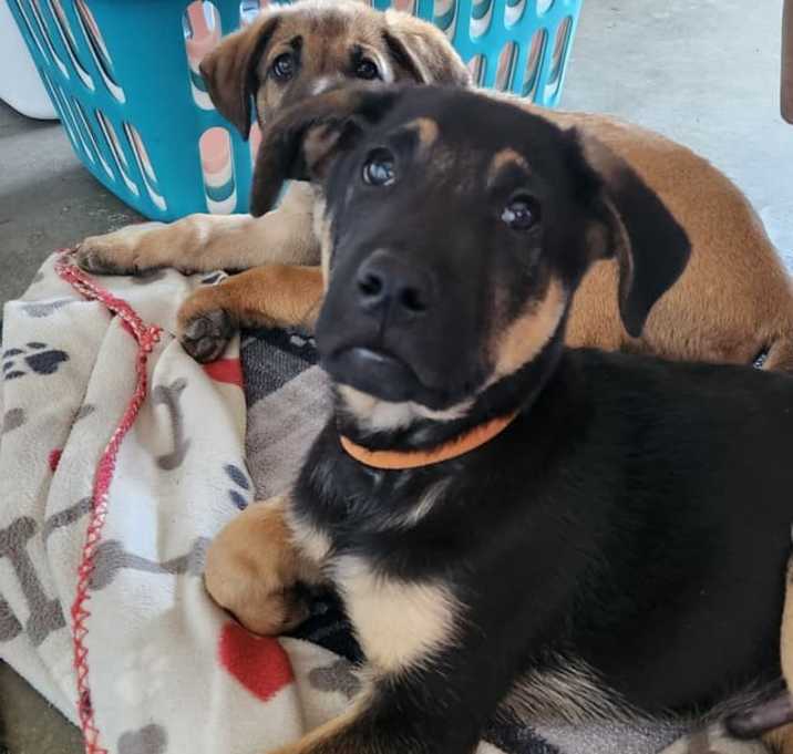 Photo of Moose