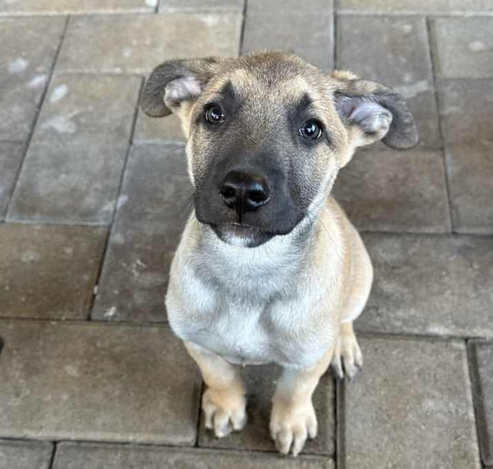Photo of Scooby