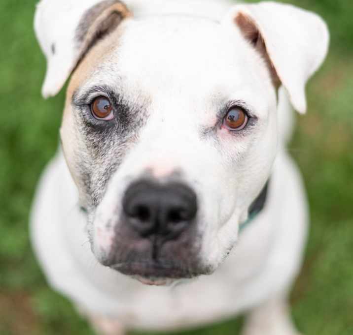 Photo of Bandit