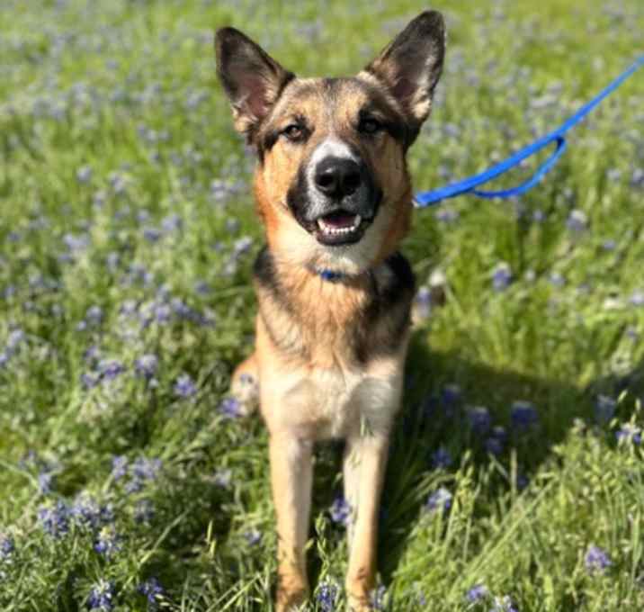 Photo of Bandit