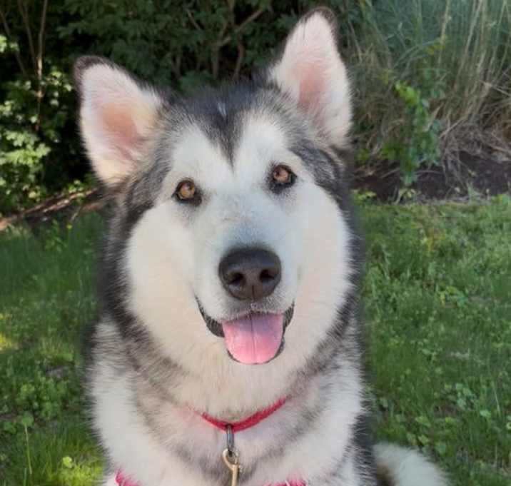 Photo of Lyra