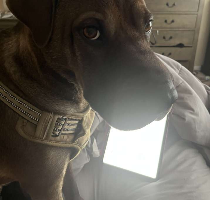 Photo of Loki