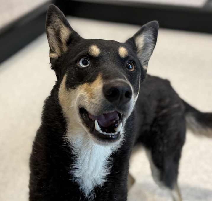 Photo of Wiggles