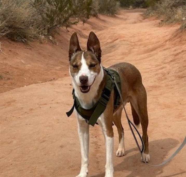 Photo of Dale