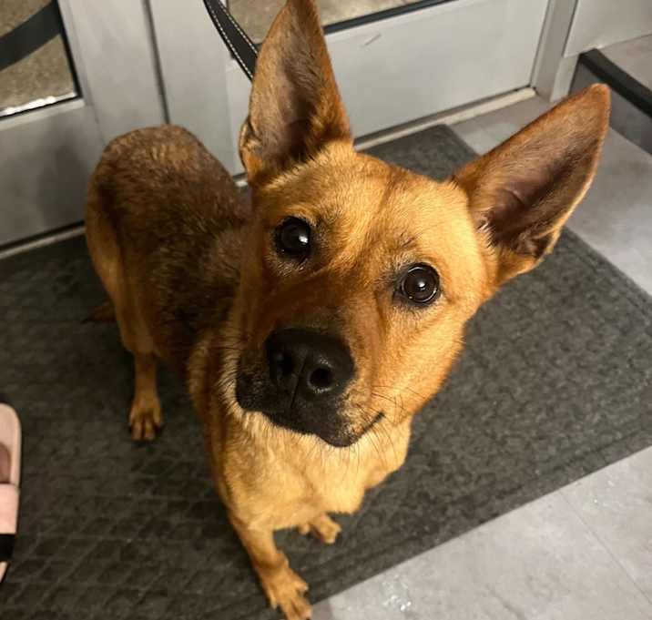 Photo of Pumpkin