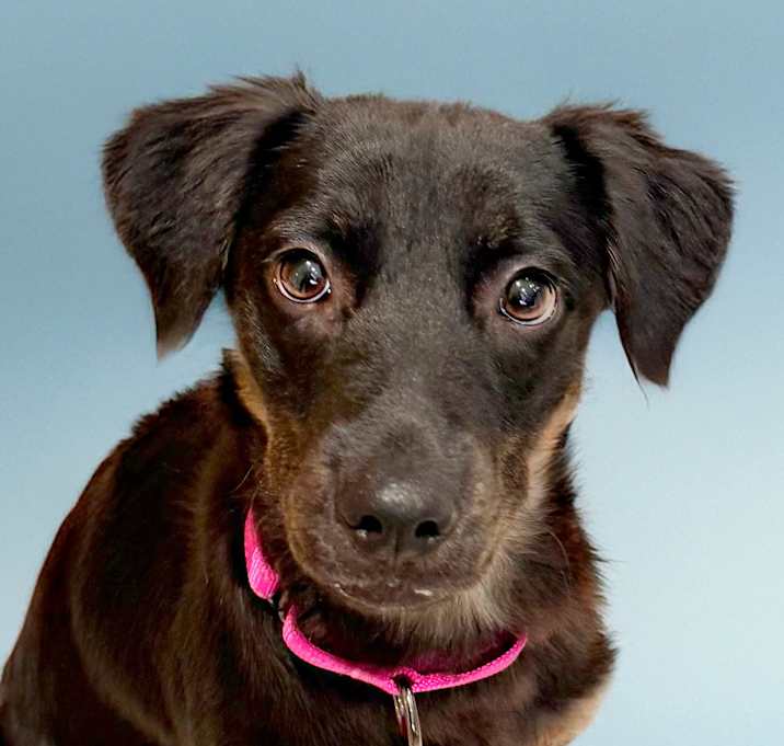 Photo of Mocha