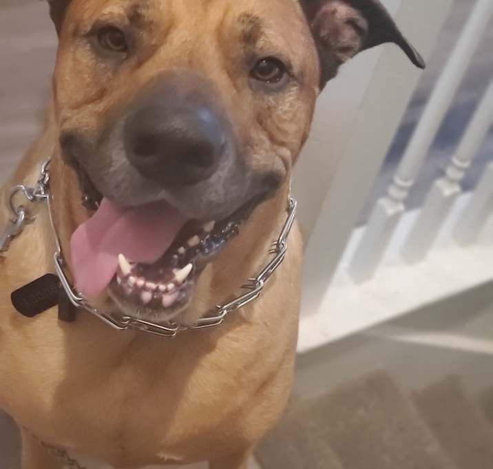Photo of Buddy