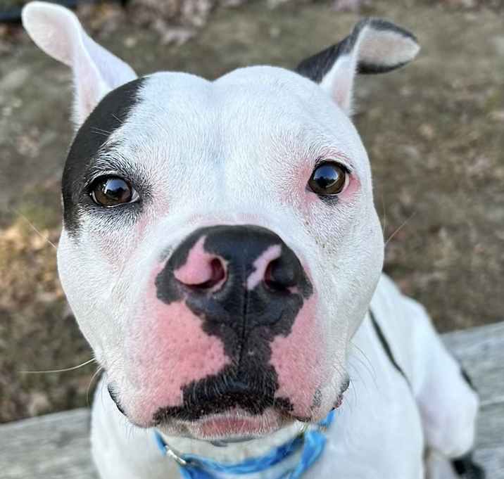Photo of Vookie