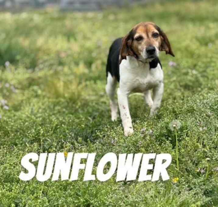 Photo of Sunflower