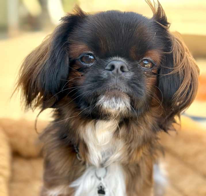 Photo of Gizmo