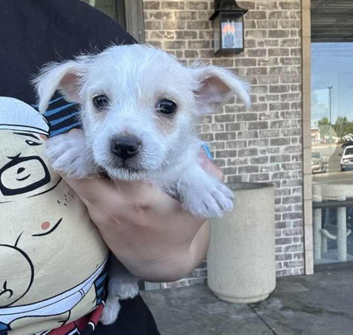 Photo of Ollie