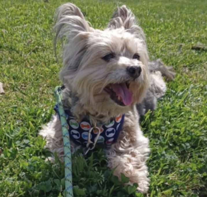 Photo of BUDDY