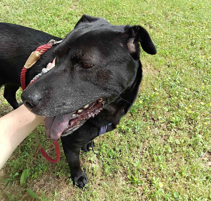 Photo of Ebony