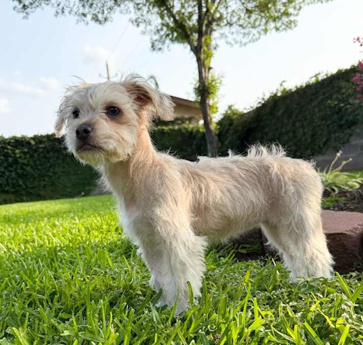 Photo of Stella
