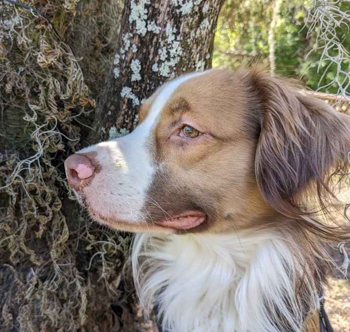 Photo of Caramel