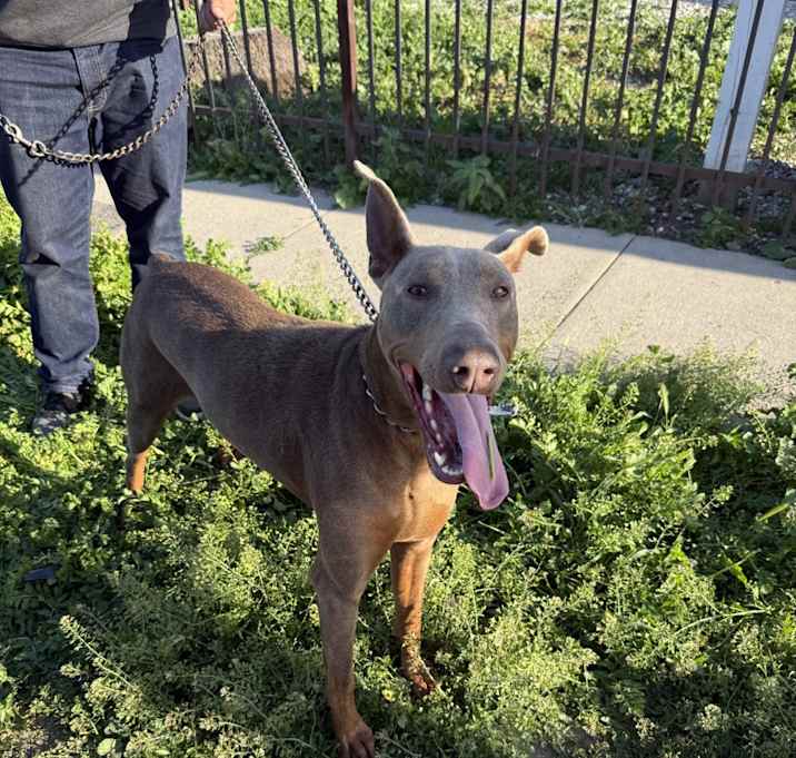 Photo of Cali