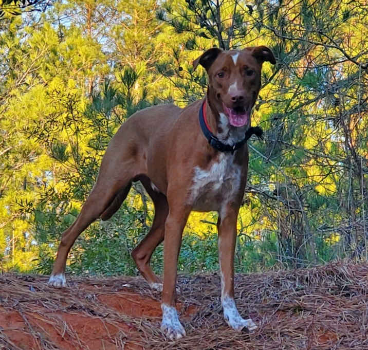 Photo of Apollo