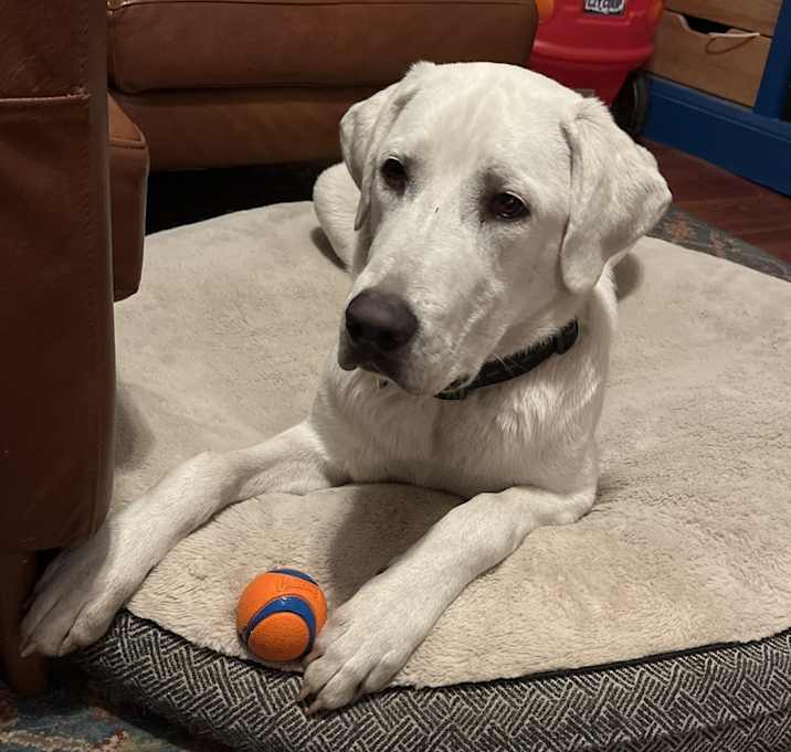 Photo of Hobbes