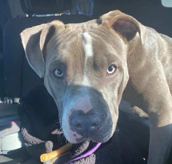 Photo of Sadie