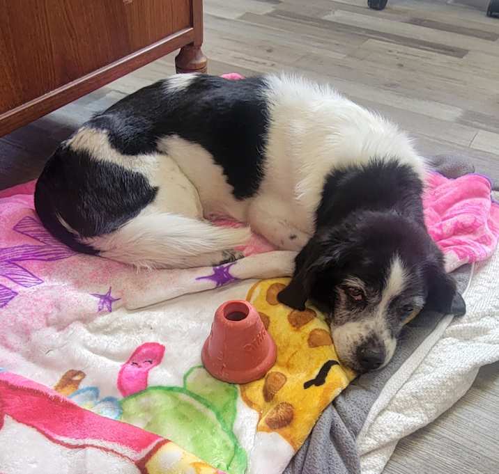 Photo of Daisy
