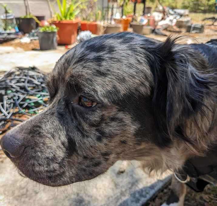 Photo of Shadow