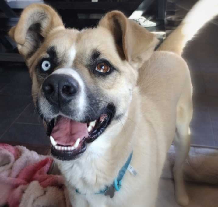 Photo of Chip