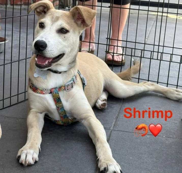 Photo of Shrimp