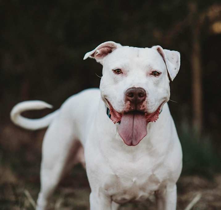 Photo of Blaze