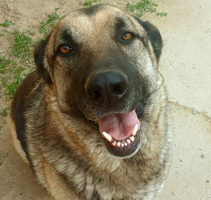 Photo of Bongo
