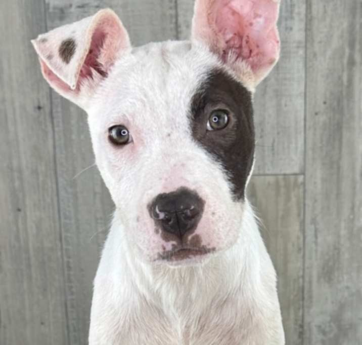 Photo of Sherlock
