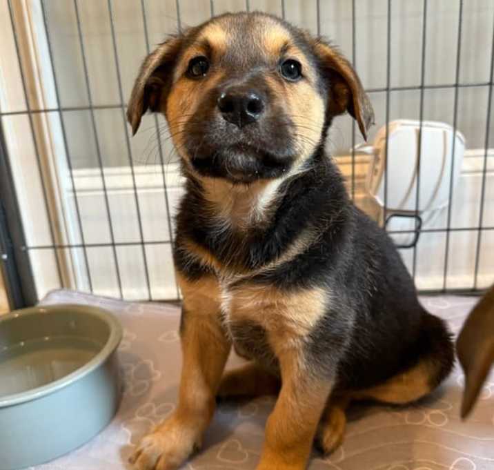 Photo of Moose