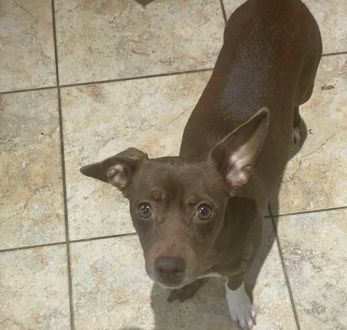 Photo of Pebbles