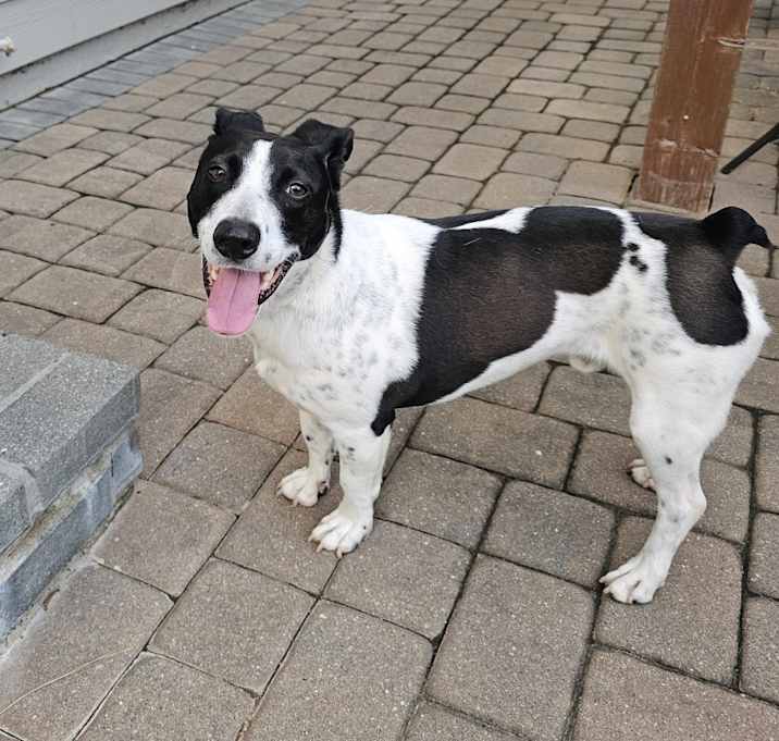 Photo of Milo