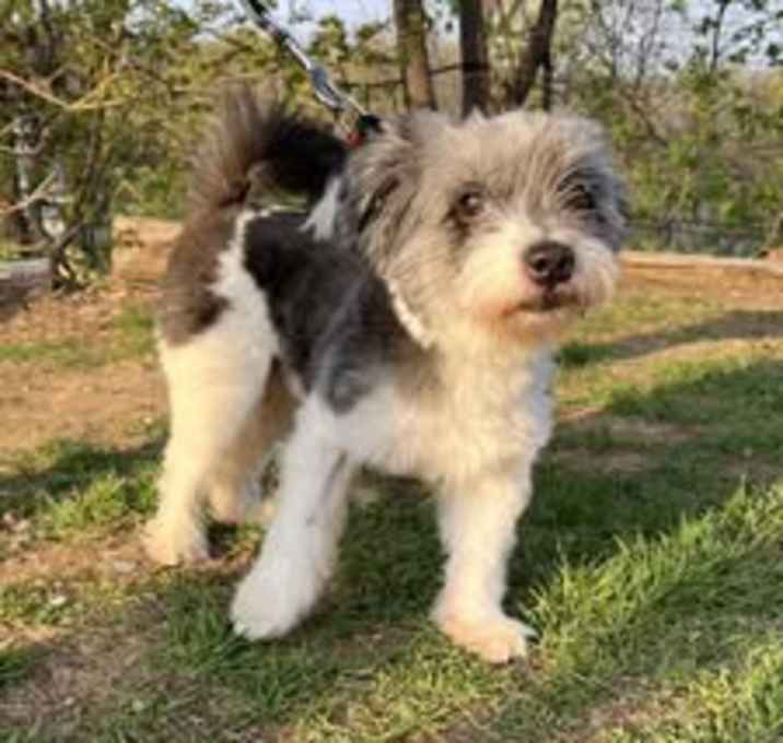 Photo of Oreo