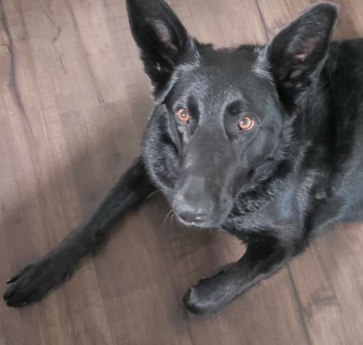 Photo of Sable