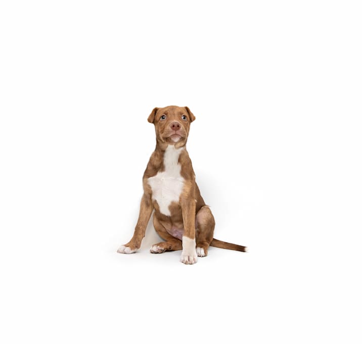 Photo of Announcer 