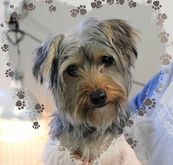 Photo of Daisy
