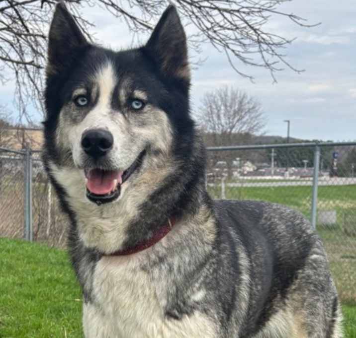 Photo of Pepper