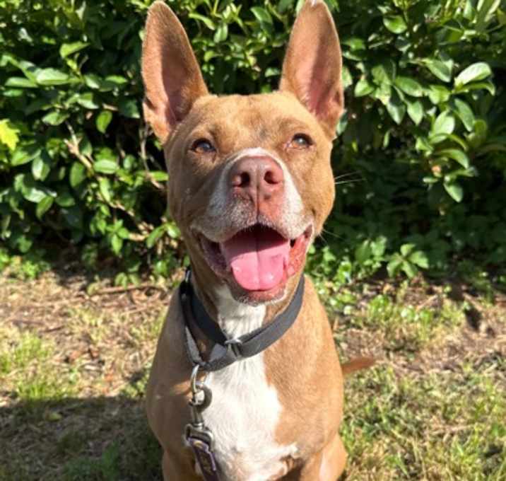 Photo of Stitch