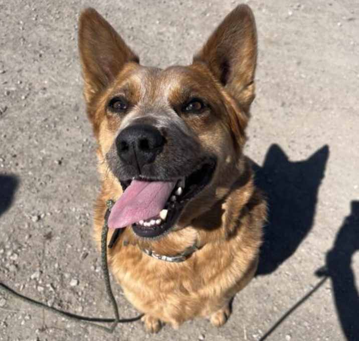 Photo of Rusty