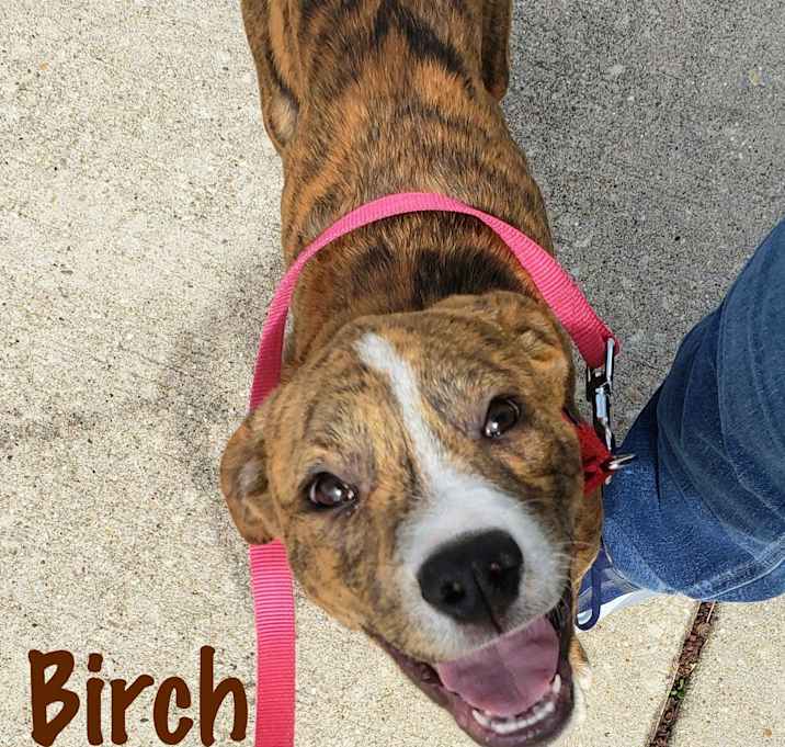 Photo of Birch