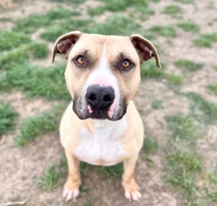 Photo of 88426 Julius