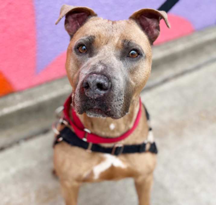 Photo of Dozer