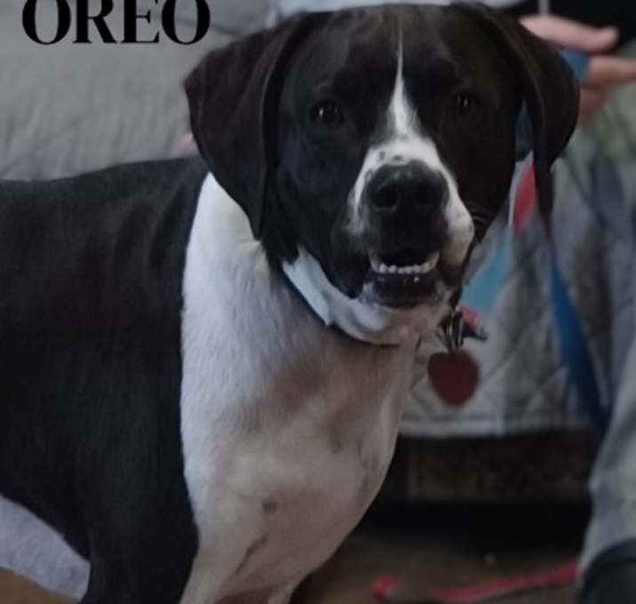 Photo of Oreo