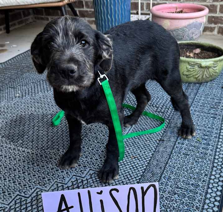 Photo of Allison
